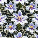 Purple-Iris.jpg