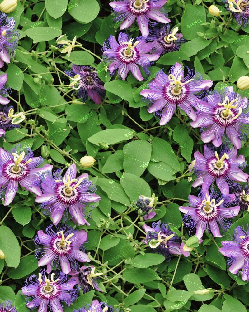 Purple Passion Flower
