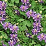 Purple-Passion-Flower.jpg