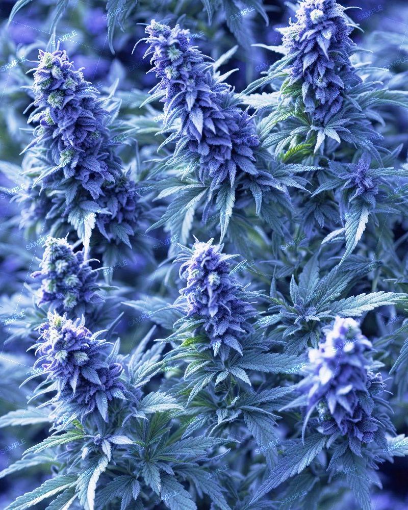 Purple Sativa Kush Weed 44