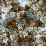 Quail-Covey-22-thumb.jpg