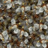 Quail-Covey-23.jpg