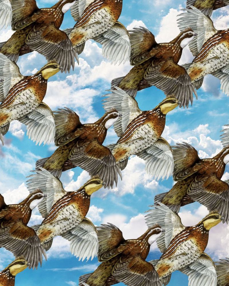 Quail Covey 24