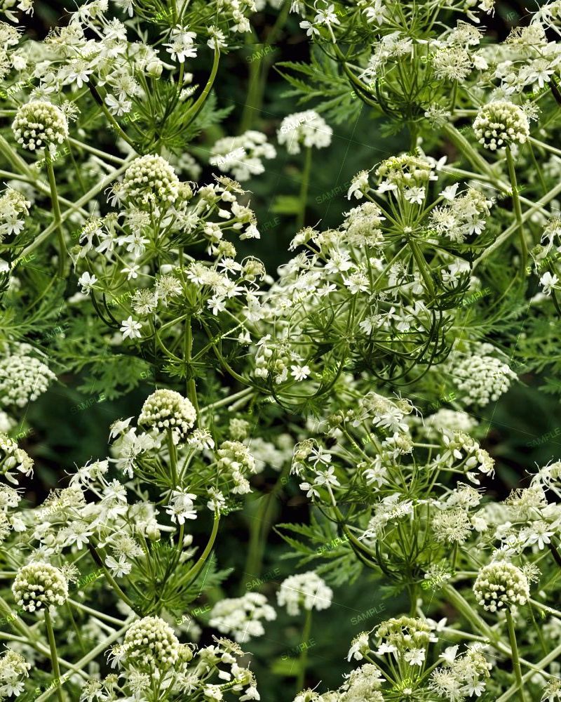 Queen Annes Lace