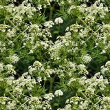 Queen-Annes-Lace.jpg