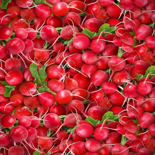 Radishes