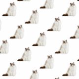 Ragdolls-22.jpg