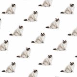 Ragdolls-23.jpg
