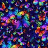 Rainbow-Butterflies-23.jpg