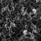 Reapers-Horse-23.jpg