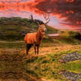 Red-Deer-Mountain.jpg