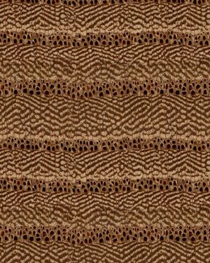 Red Elm Wood Endgrain