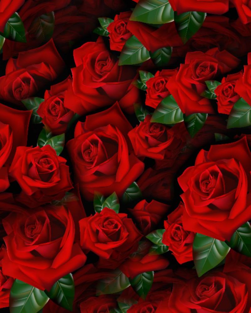 Red Roses 23