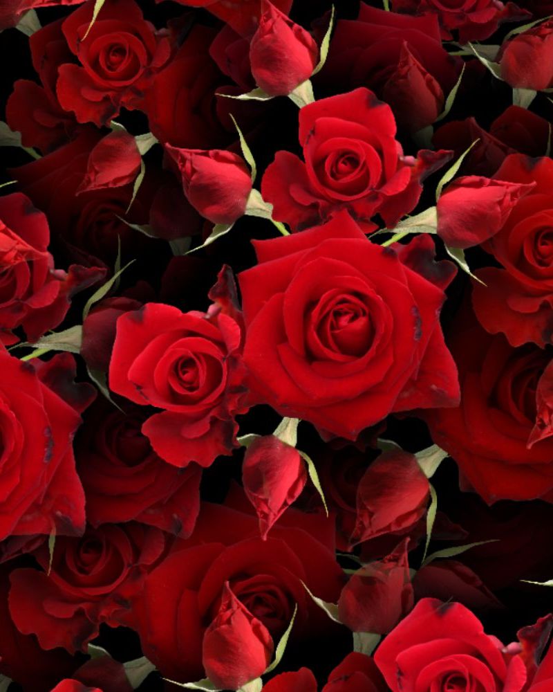 Red Roses 24