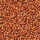 Red-Sorghum.jpg