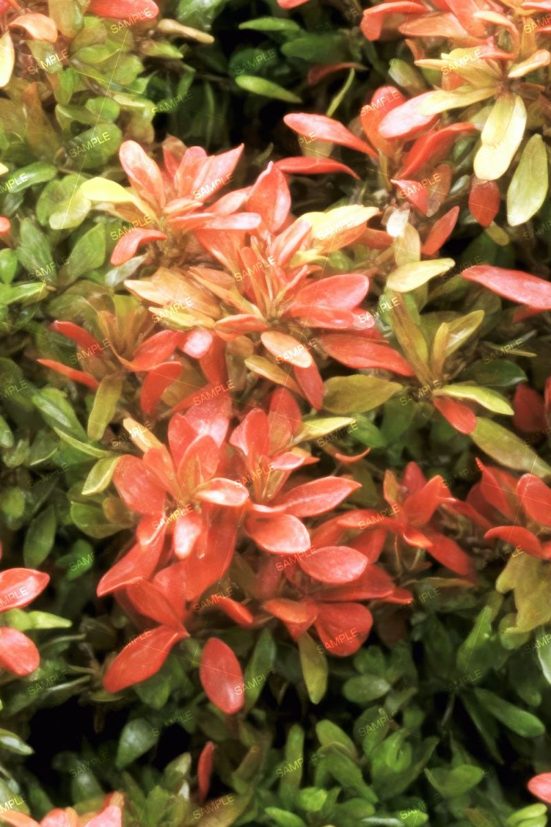 Red Tip Bushes
