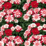 Red-and-White-Dahlias.jpg