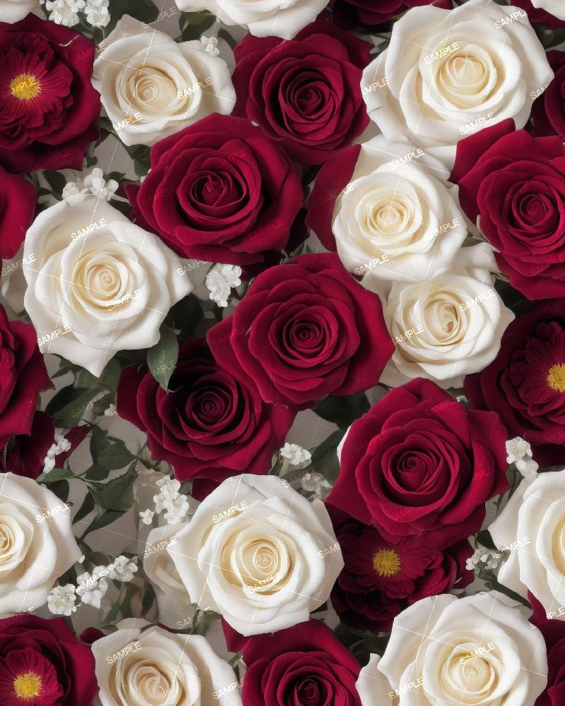 Red and White Roses