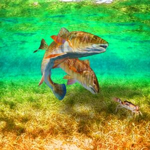 RedFish 33