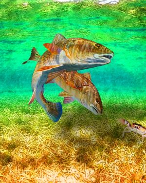 RedFish 33
