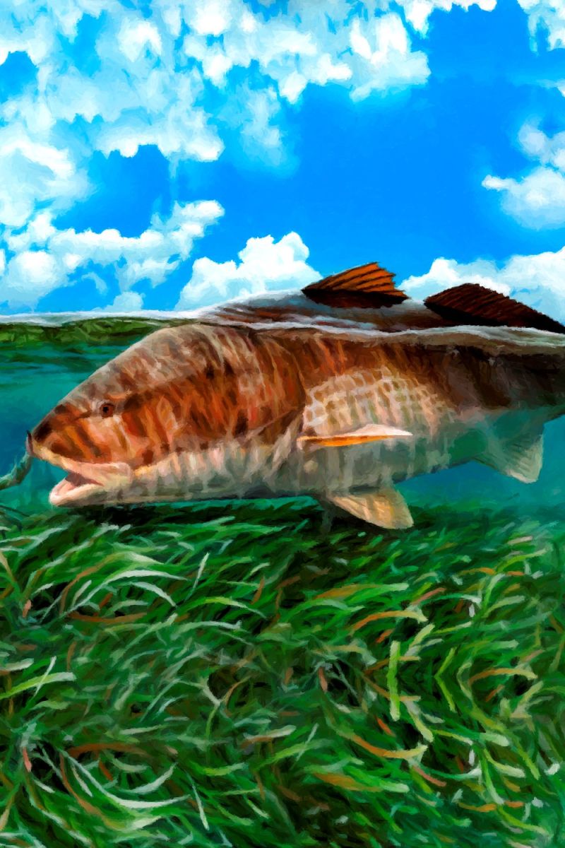 RedFish 29