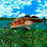 Redfish-29.jpg