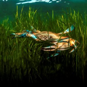 Redfish Bluecrab