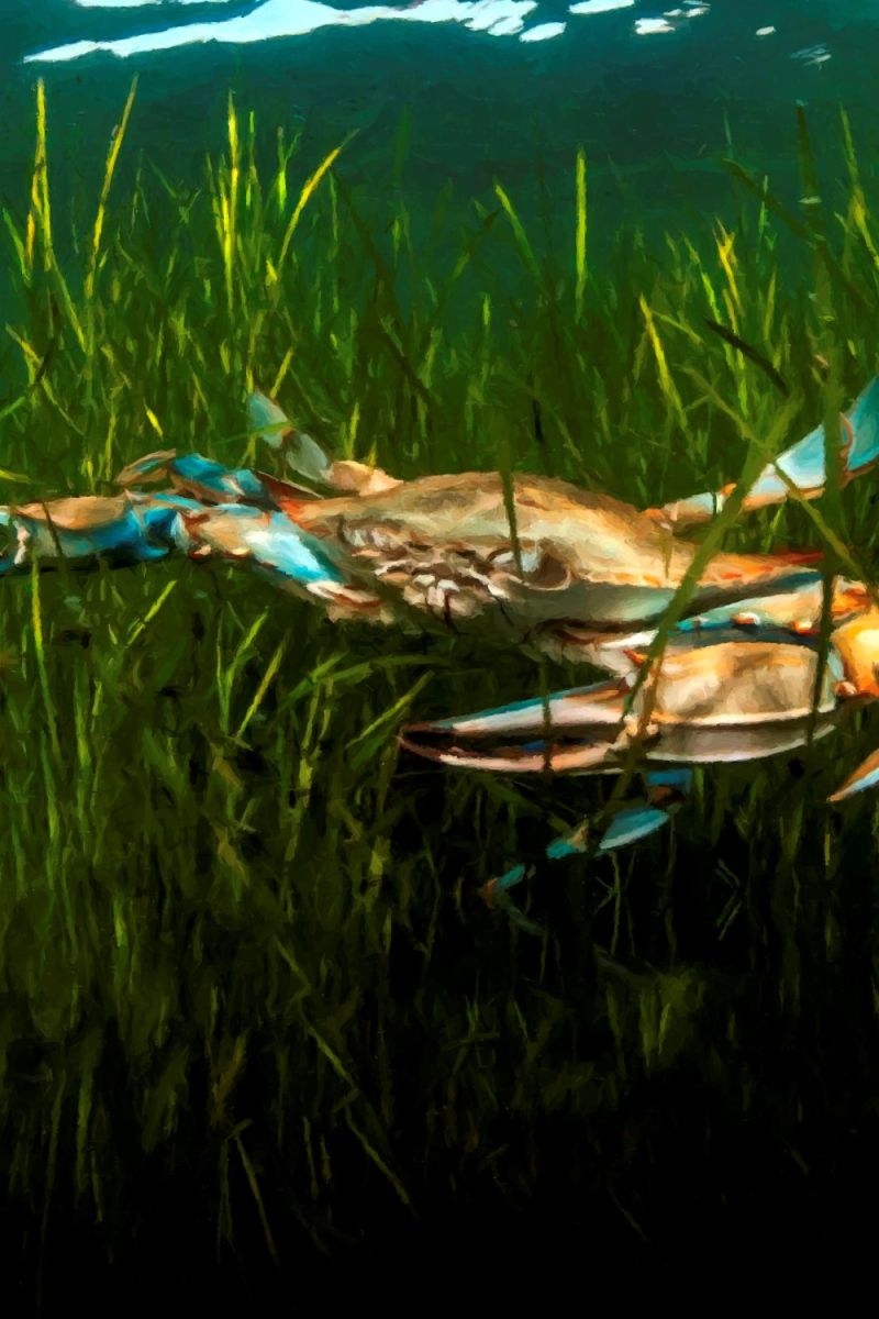 Redfish Bluecrab