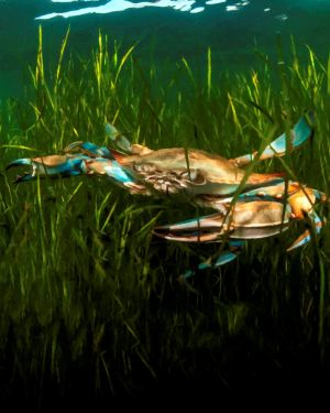 Redfish Bluecrab