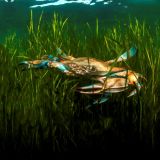 Redfish-Bluecrab.jpg