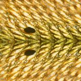 Redfish-Scales-22.jpg