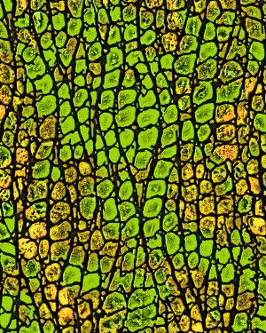 Reptile Skin 25