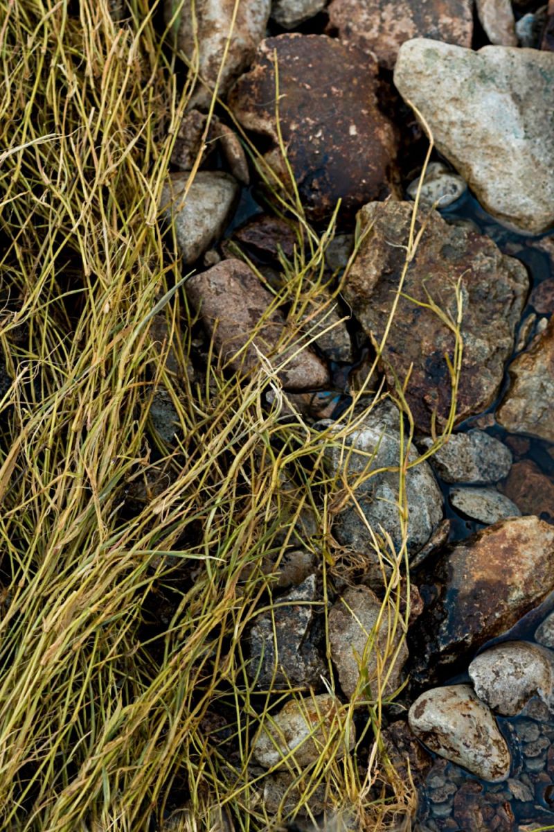 Rock and Grass Camouflage