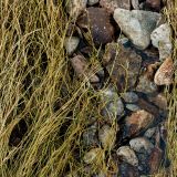 Rock-and-Grass-Camo.jpg