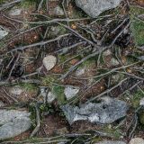 Rocky-Ground-Camo.jpg
