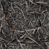 Roots-Camo.jpg