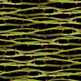 Rose-Thorns-22-thumb.jpg