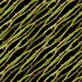 Rose-Thorns-23-thumb.jpg