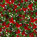 Roses-20.jpg