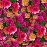 Roses-22.jpg