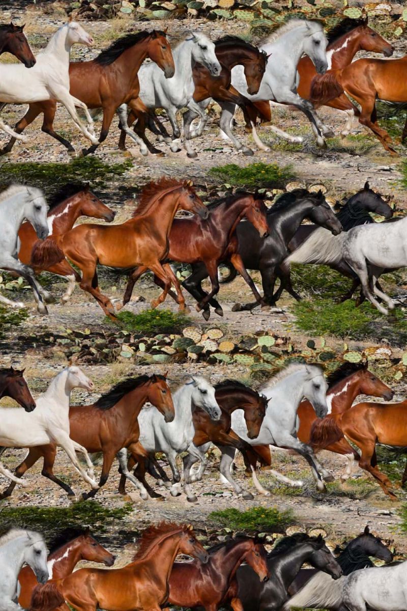 Running Mustangs 26