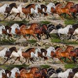 Running-Mustangs-26.jpg