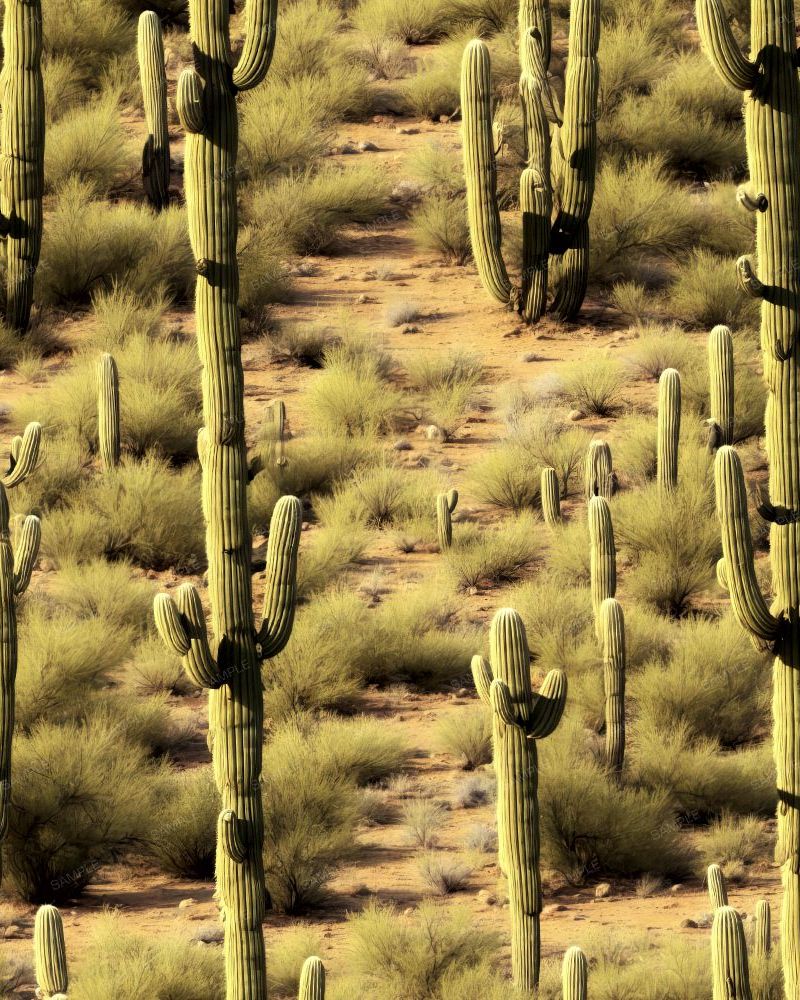 Saguaro Desert 42