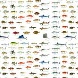 Saltwater-Fish.jpg