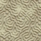 Sand-Ripples.jpg