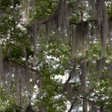 Savannah-Camo.jpg