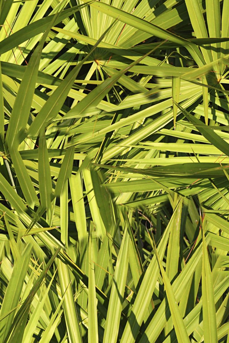 Saw Palmetto Camouflage