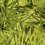 Saw-Palmetto-Camo.jpg