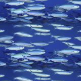 School-of-Fish-22.jpg