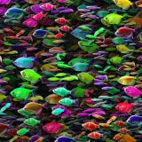 School-of-Glo-Fish-23.jpg